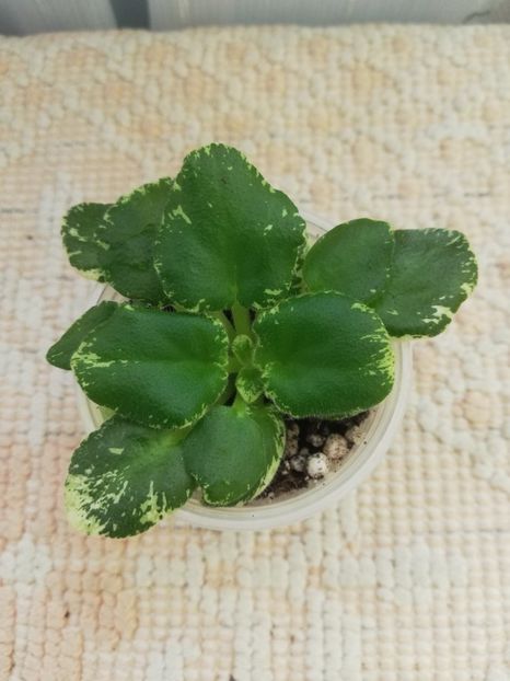 22 ian - Morgan s Bibighar