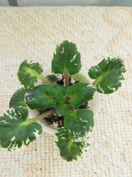 22 ian - AV Vechnostj