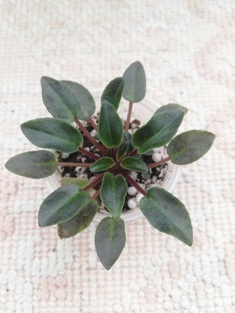 22 ian - Dancin trail