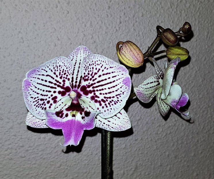  - Phalaenopsis 2