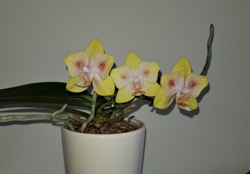 Yaphon Green Batman - Phalaenopsis 2