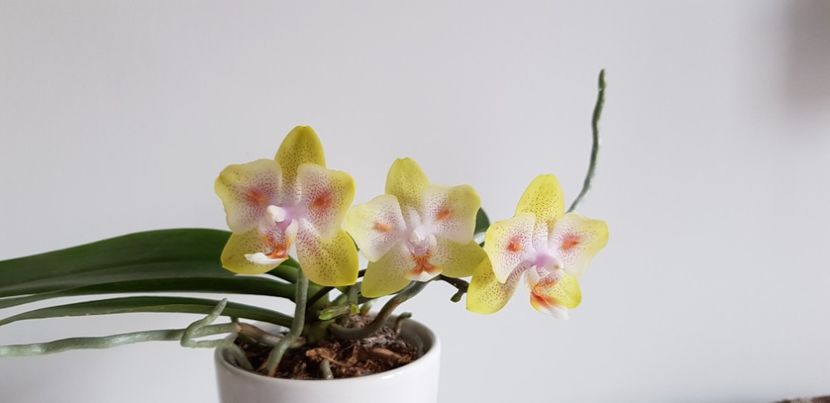  - Phalaenopsis 2