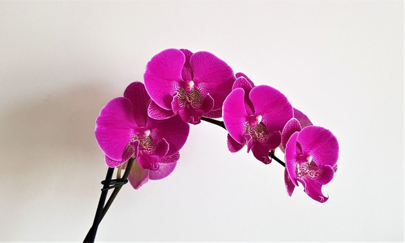  - Phalaenopsis 2