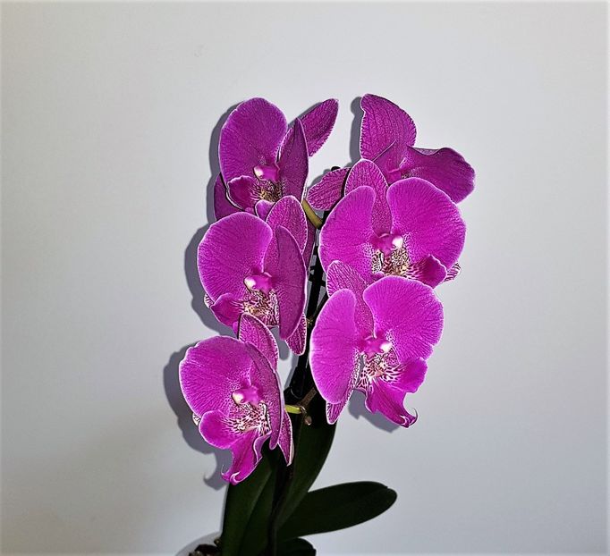 - Phalaenopsis 2
