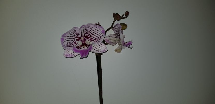  - Phalaenopsis 2