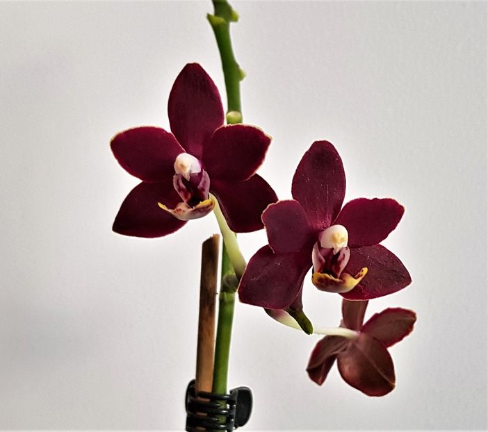  - Phalaenopsis 2