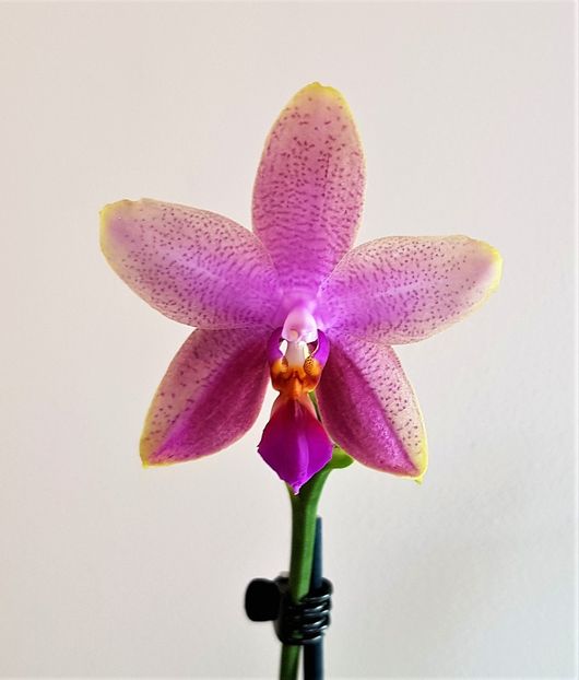  - Phalaenopsis 2
