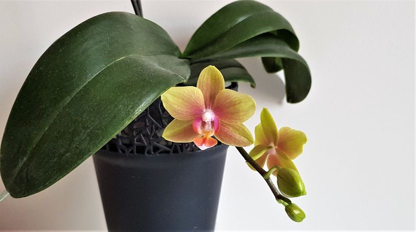  - Phalaenopsis 2
