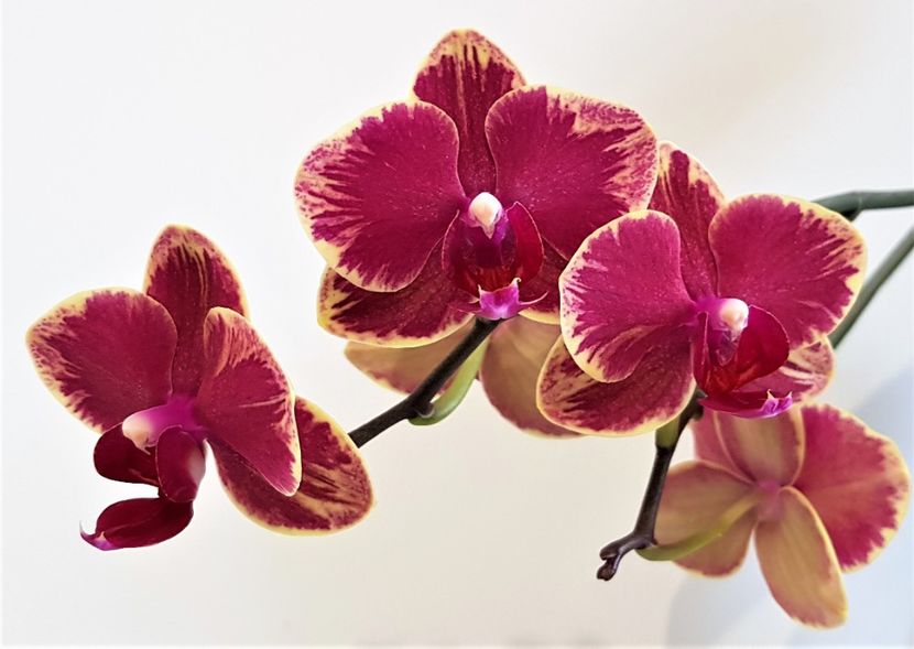  - Phalaenopsis 2