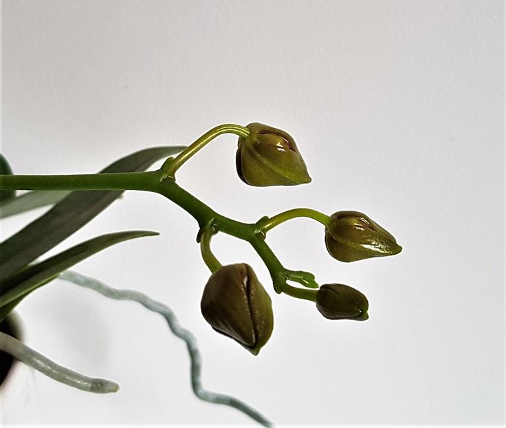  - Phalaenopsis 2
