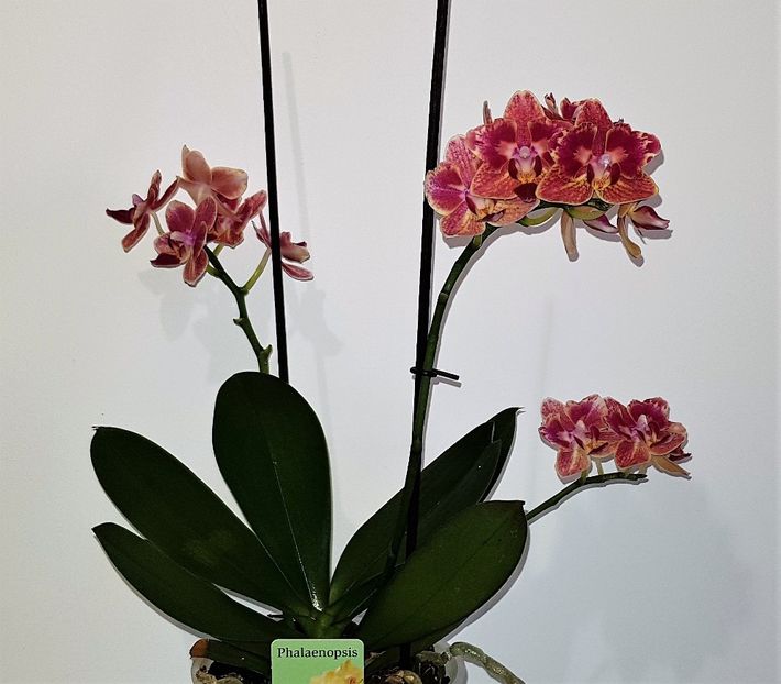  - Phalaenopsis 2