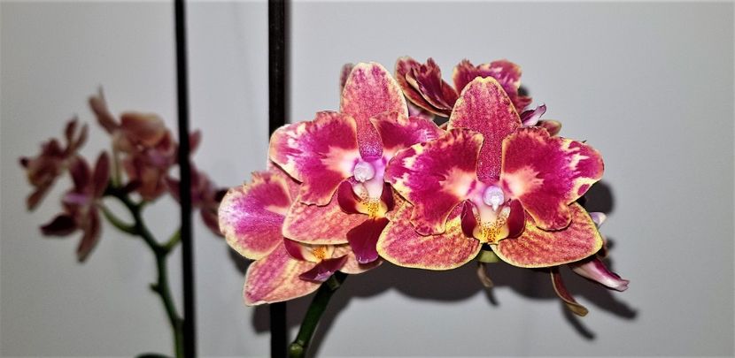 Bowdion - Phalaenopsis 2