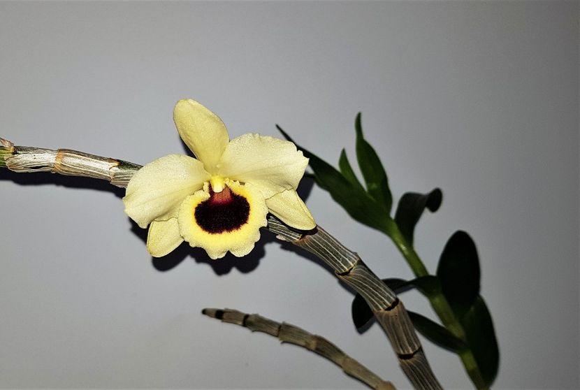  - Dendrobium nobile