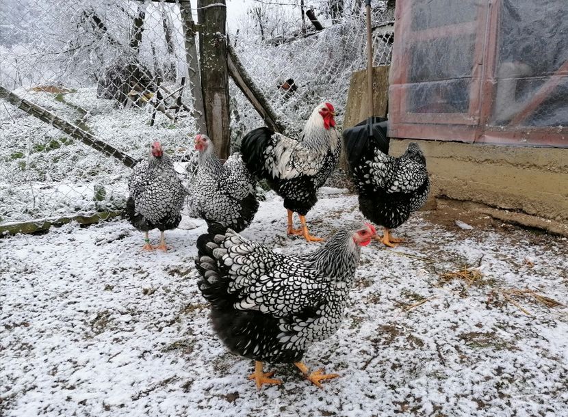 wyandotte argintiu 2022 - Wyandotte Argintiu