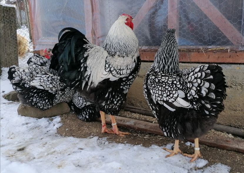 wyandotte argintiu 2022 - Wyandotte Argintiu