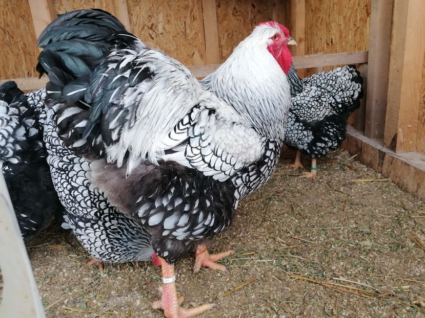 wyandotte argintiu 2022 - Wyandotte Argintiu