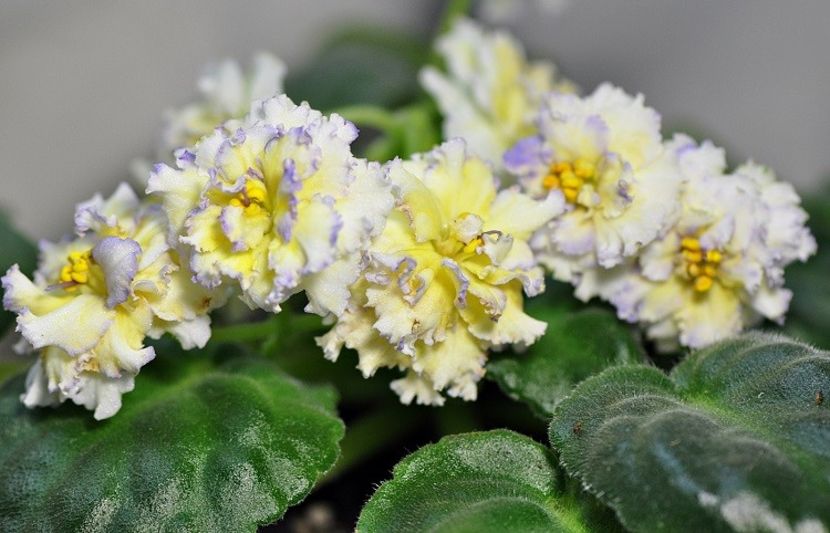 LE Zoloto Nibelungov - LE Zoloto Nibelungov