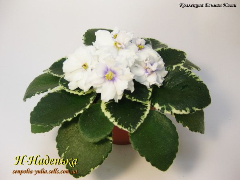 N-Nadenjka - N Nadenjka