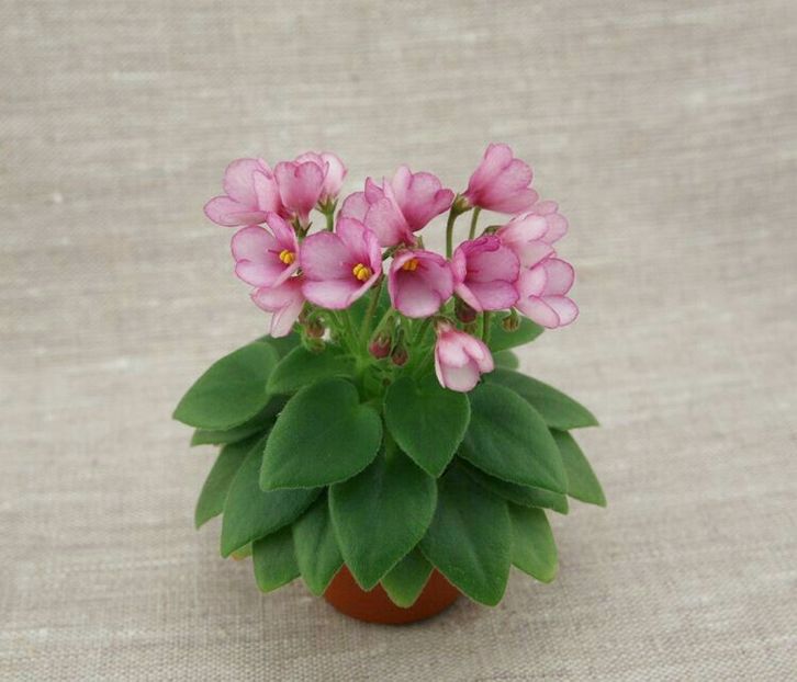 SK Vernisazh - SK Vernisazh