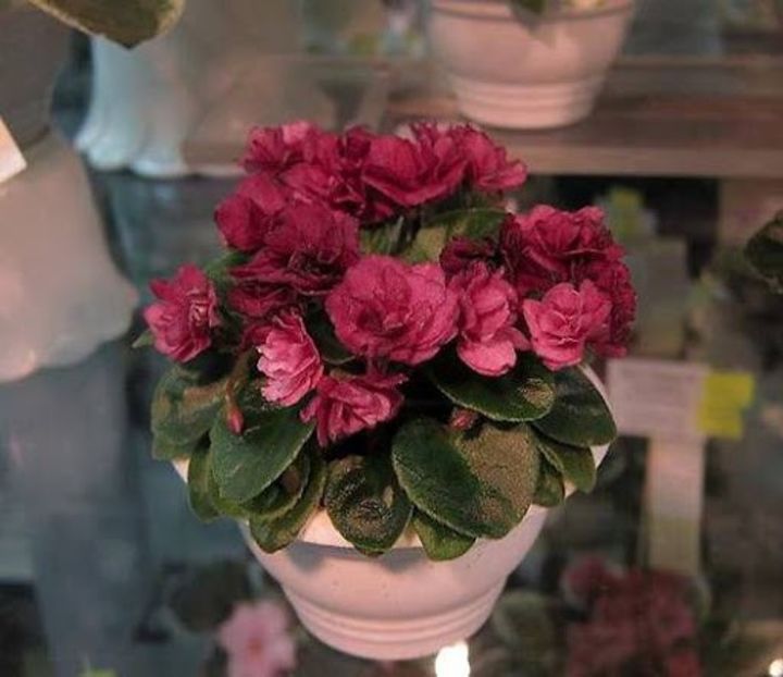 Jolly Redneck - Jolly Redneck