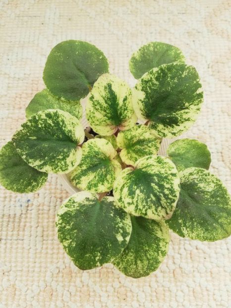 22 ian - SV Gorod Sevastopoljv