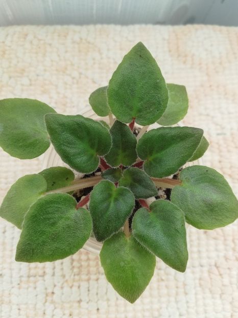 22 ian - Allegro Paisley Pony