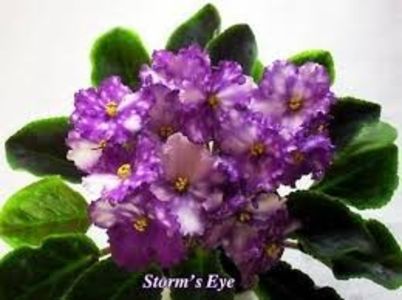 Storm's Eye - Storm s Eye