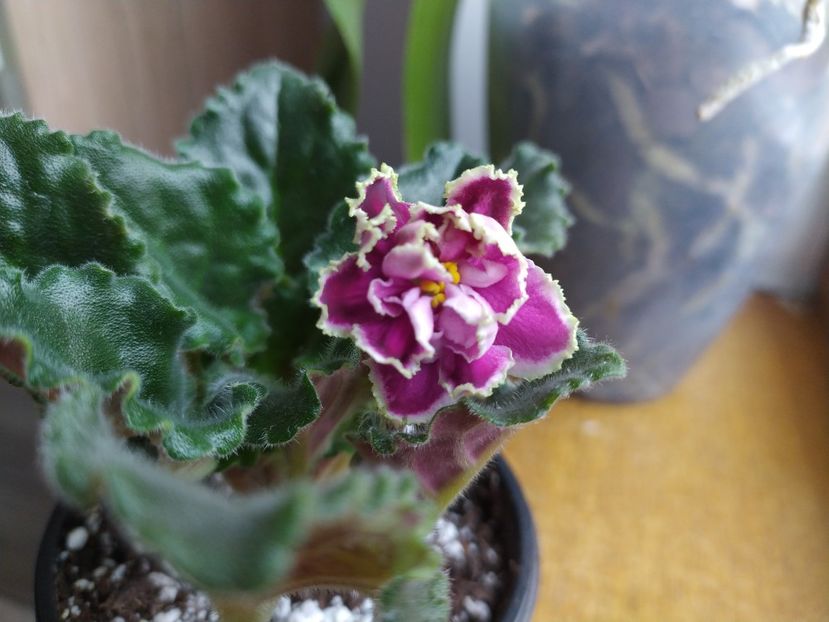 23 ianuarie 2022 - Kamennyi Tsvetok