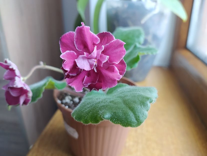 23 ianuarie 2022 - Sparkleberry