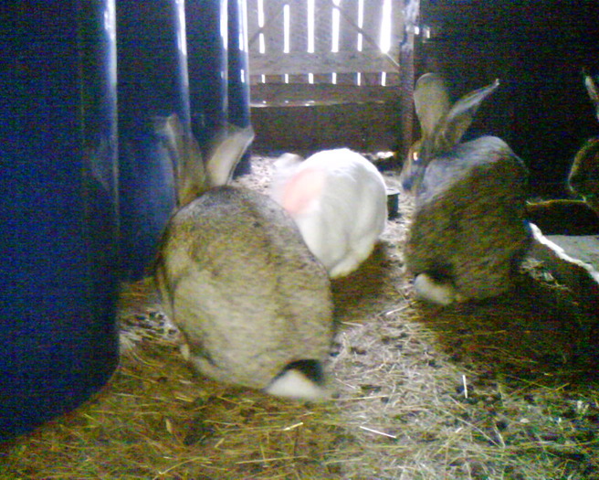 Fotografia 0685 - iepuri rasa belgian