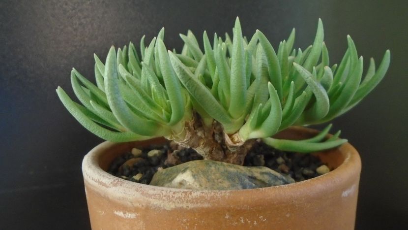 Marlothistella uniondalensis - Caudiciforme - pachycaule si bulboase 2021