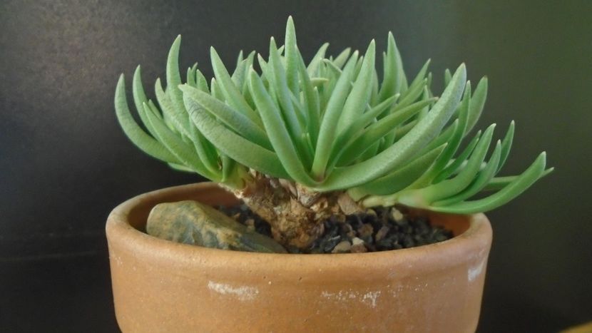 Marlothistella uniondalensis - Caudiciforme - pachycaule si bulboase 2021