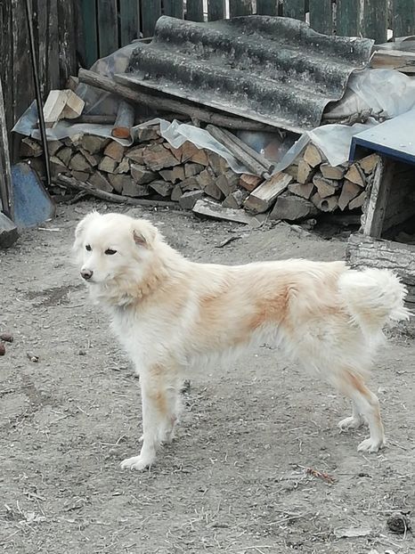 Prințesa. ( 23-01-2022) - Poze Fratilesti-IALOMITA