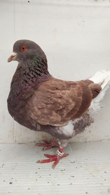 F 2021 vanduta - De vanzare kingi