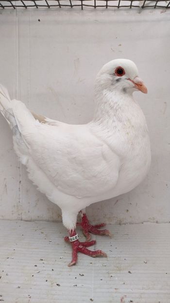 M 2021 vandut - De vanzare kingi