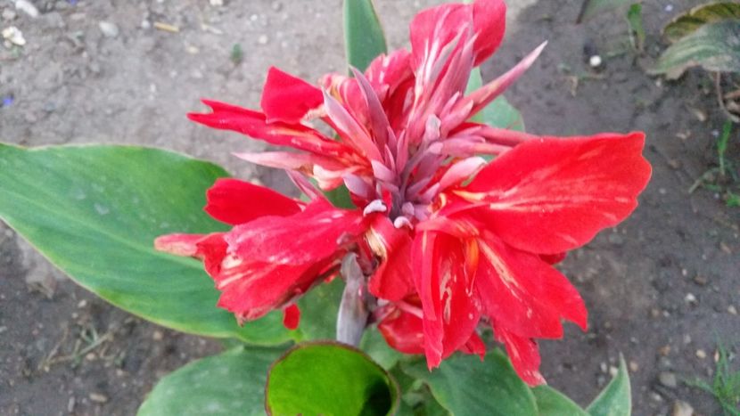 20210720_210246-1 - Canna indica