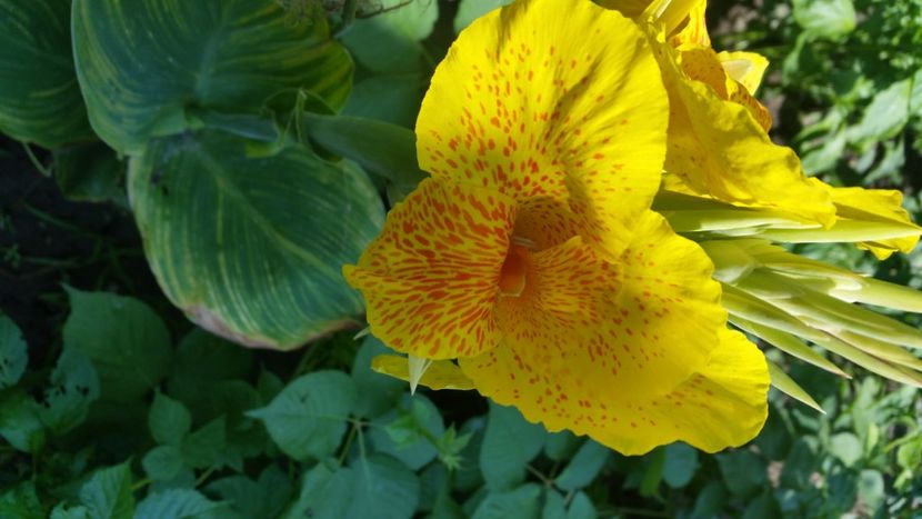  - Canna indica