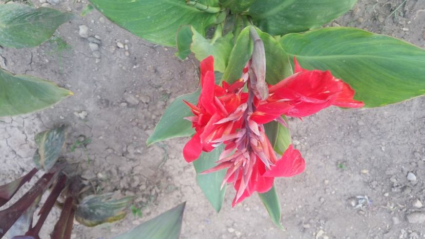  - Canna indica