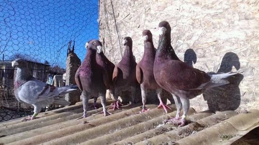  - 2 Germani de frumusete