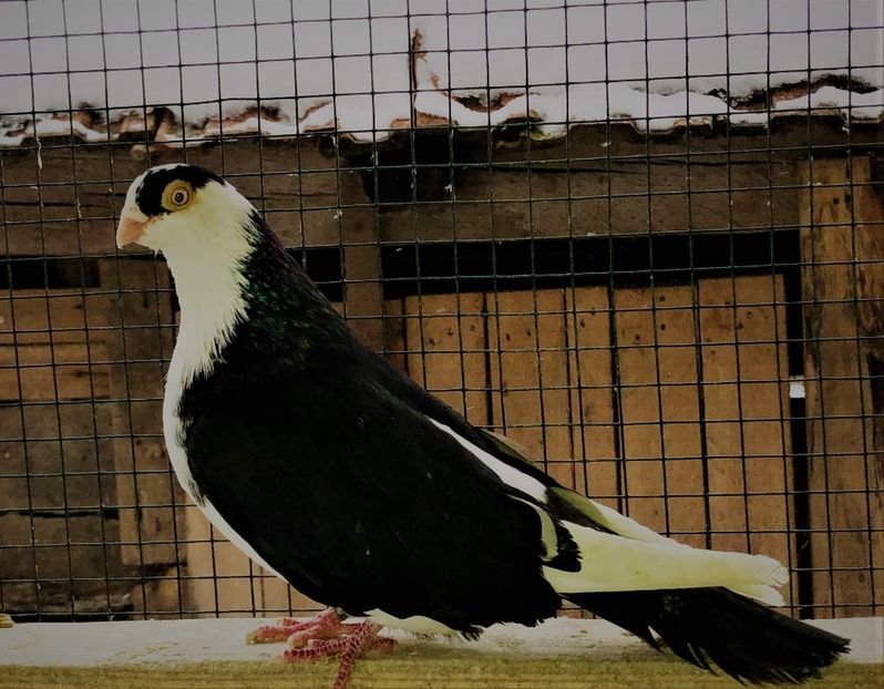 8537  mascul  2020 - B - perechi 2022