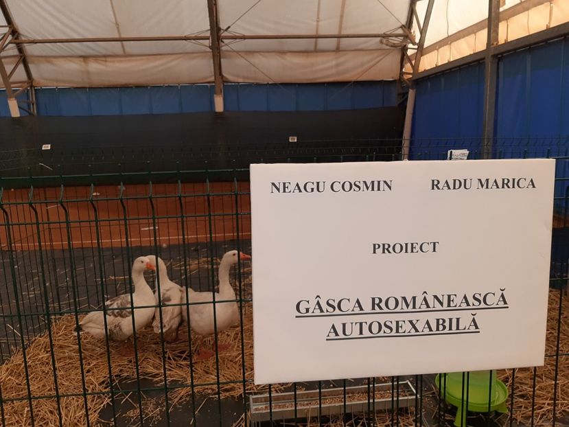 Prima rasa de gâște romanesti - B9 - Gasca romanesca autosexabila