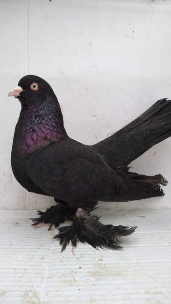 M 2020 vandut - De vanzare rolleri persani