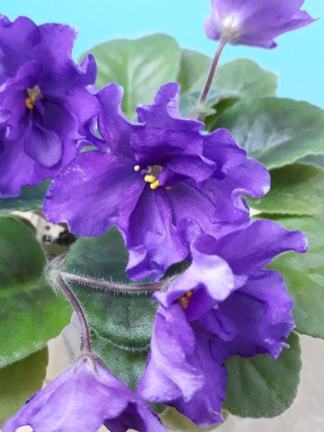  - EK Magnitania Anomalia