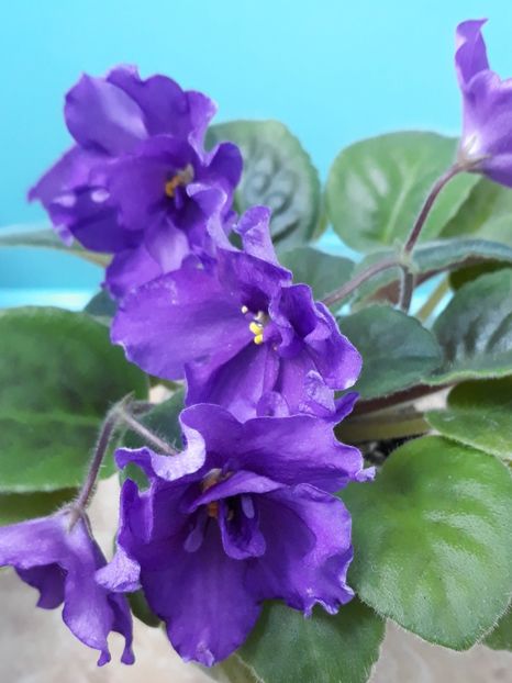  - EK Magnitania Anomalia