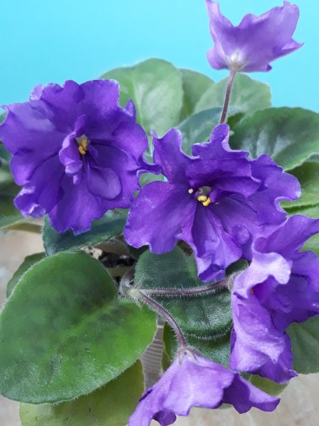  - EK Magnitania Anomalia