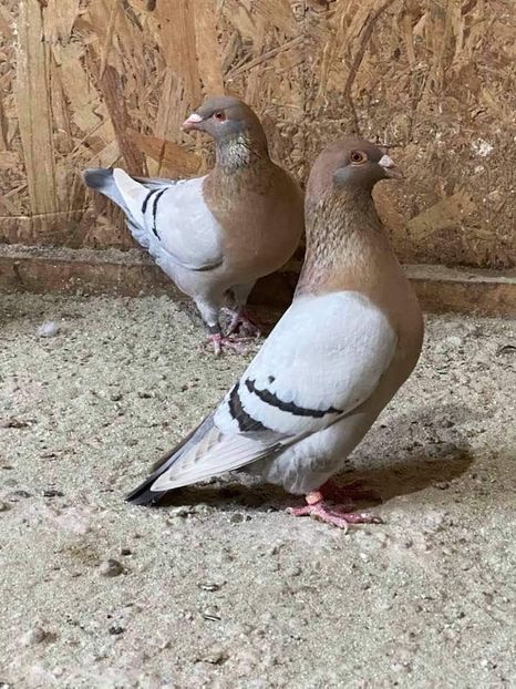  - Nu îmi aparțin 3