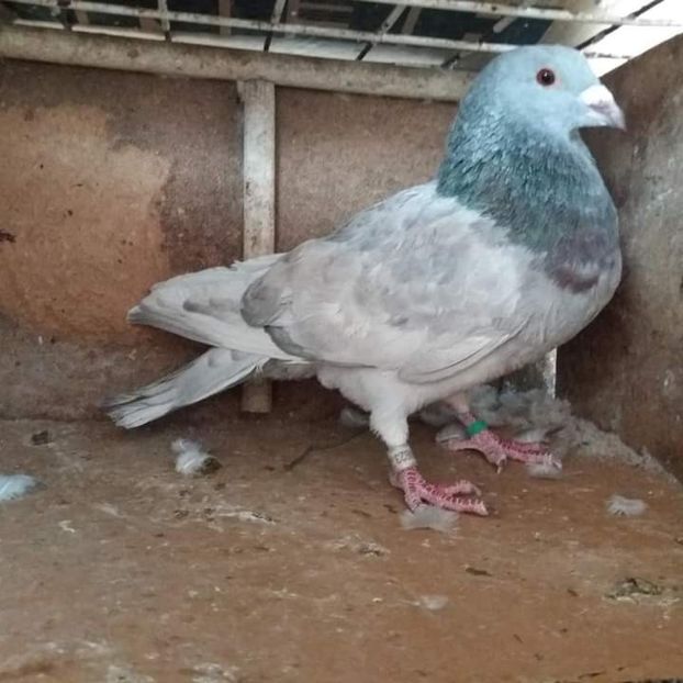  - Nu îmi aparțin 3