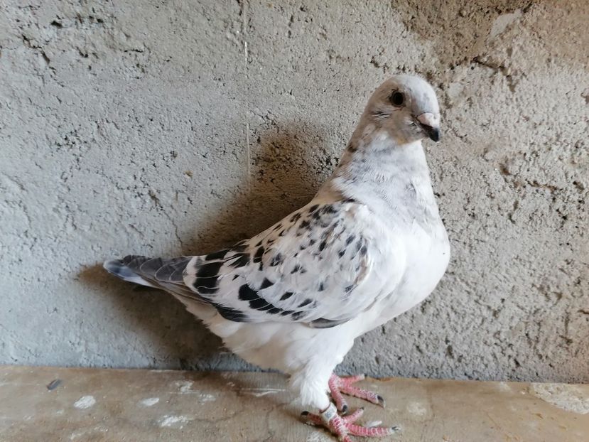 M 2021 - Masculi VRDF