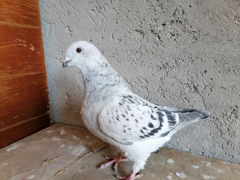 2021m - Masculi VRDF