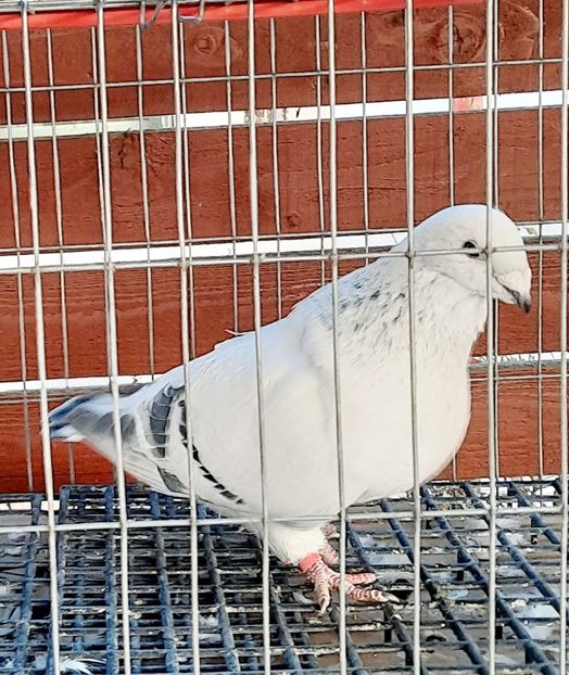  - Păsările mele